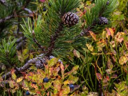 Photowalk - Graukogel - Palfnersee